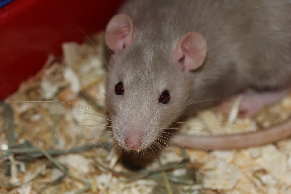 a rodent