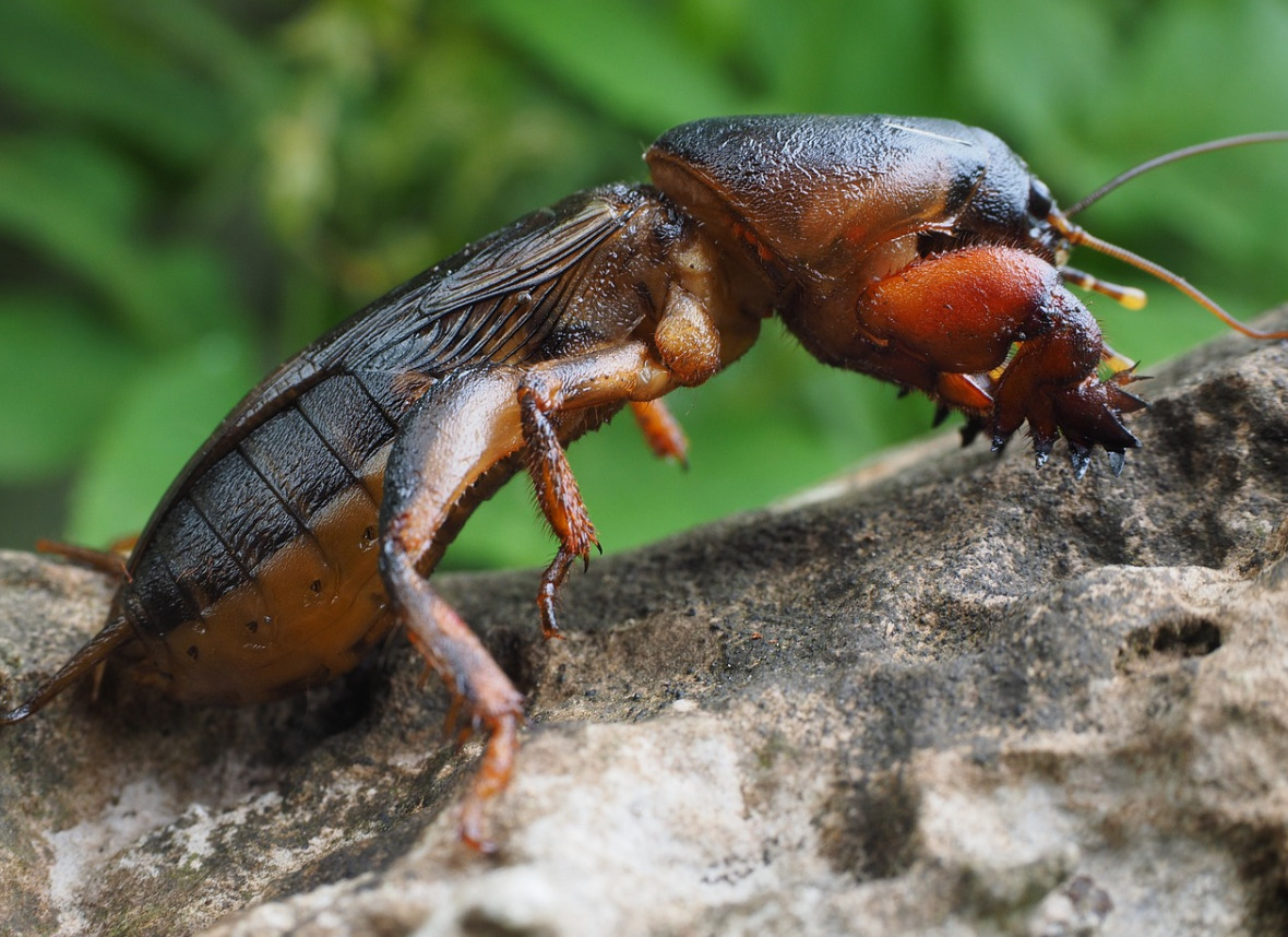  Benefits of Hiring a Pest Control Service