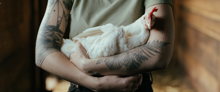 Handy Tips to Build an Excellent Chicken Coop
