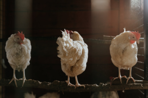 chicken